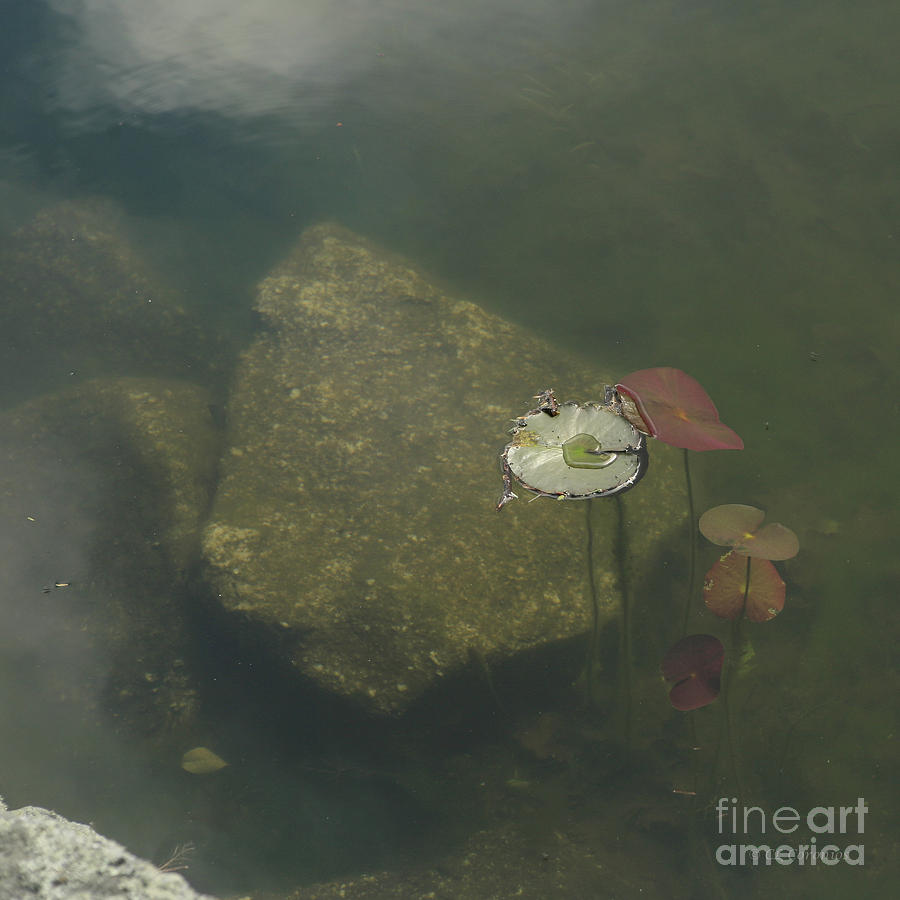 Lily Pad Photograph - In the Pond by Carol Lynn Coronios