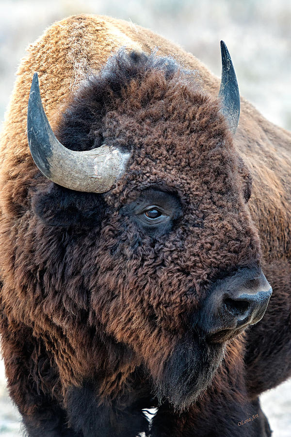 Bison The Mighty Beast Bison Das Machtige Tier North American Wildlife by OLena Art by OLena Art Brand Bison The Mighty Beast Bison Das Machtige Tier North American Wildlife by OLena Art by OLena Art Brand