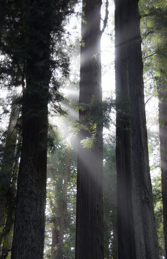 In The Redwoods Photograph by Mark Alder