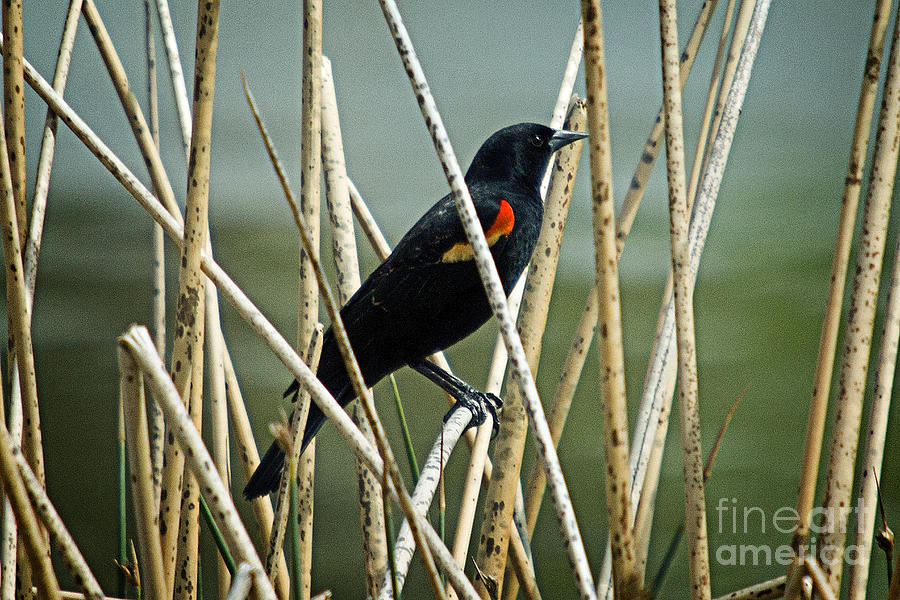 Bird Photograph - In the Reeds by Bob Hislop