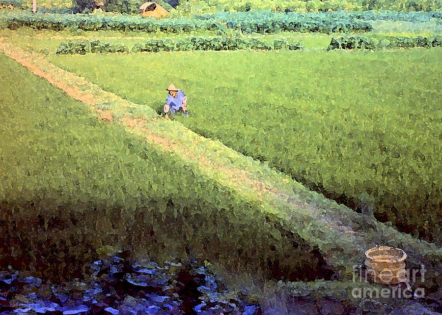 In The Rice Fields Photograph by Lydia Holly