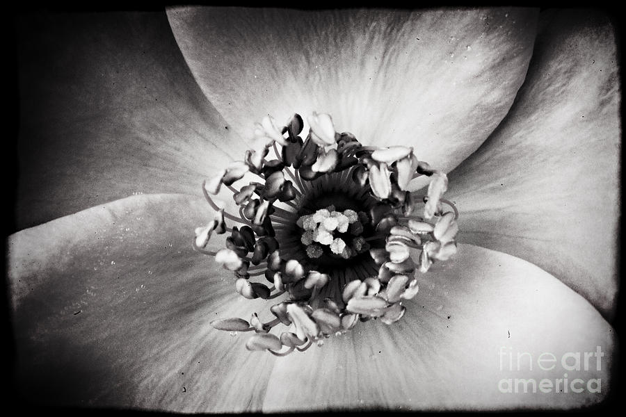 Flower Photograph - In the Rose Garden III by Katya Horner