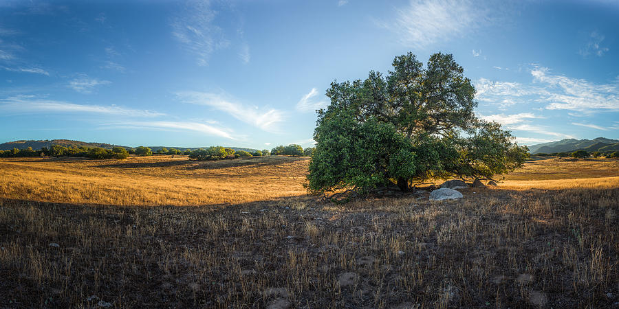 San Diego Photograph - In the Shade of an Oak by Alexander Kunz