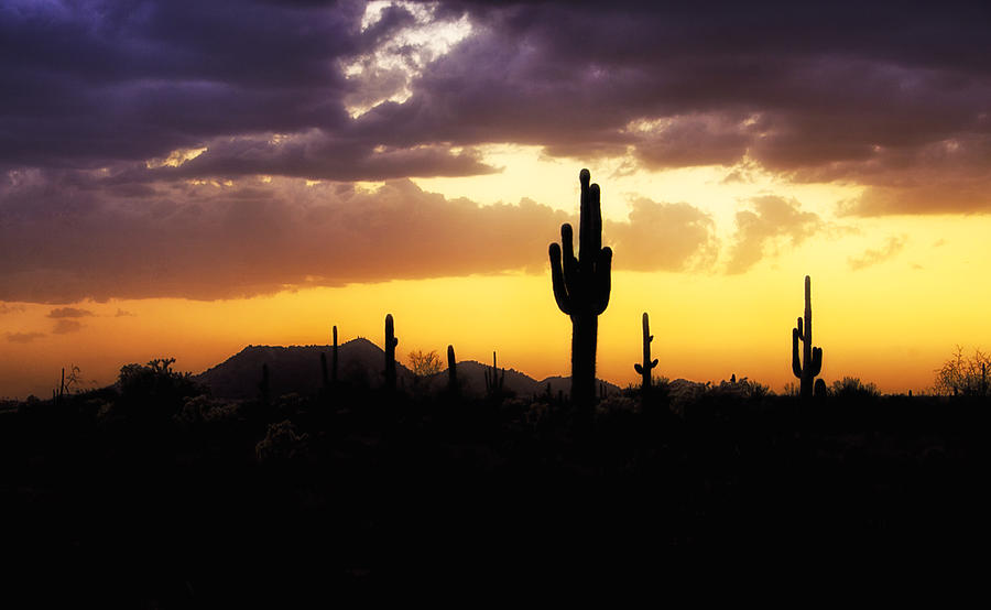 In the Shadows of the Saguaro Photograph by Saija Lehtonen - Fine Art ...