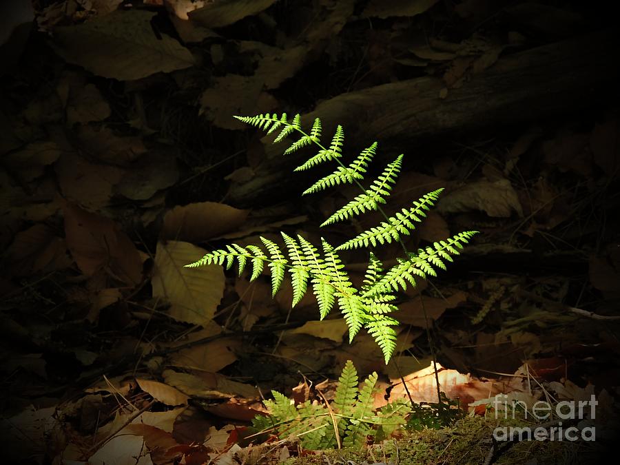 In The Spot Light Photograph by Marcia Lee Jones