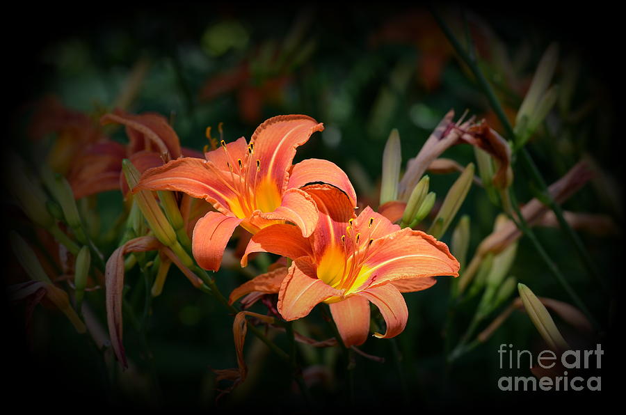 Nature Photograph - In The Spotlight by Janet Davaros