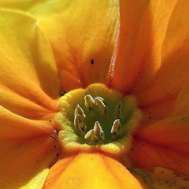 Flowers Still Life Photograph - In The Spotlight... #webstagram by Tanya Sperling