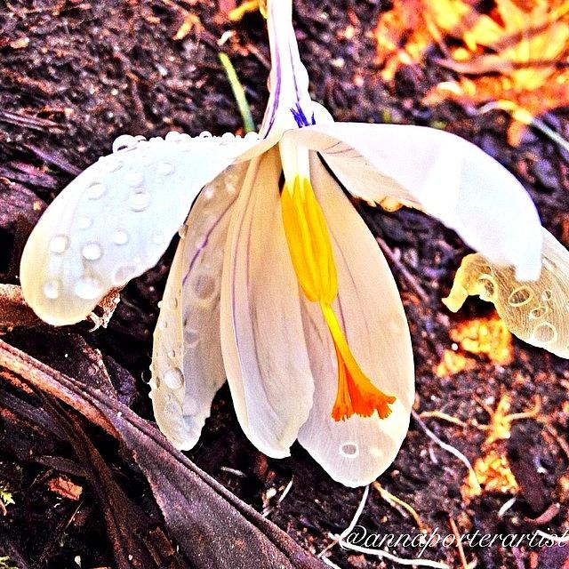 In The Spring In Oregon Raindrops And Photograph by Anna Porter