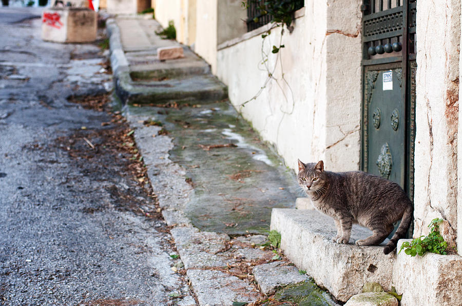 In the streets of Athens Photograph by Laura Melis