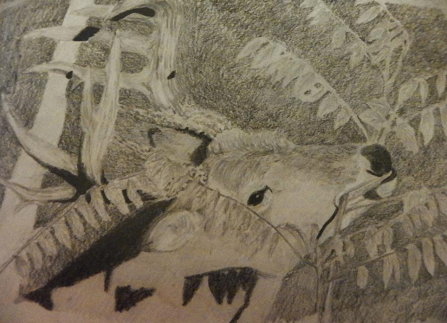 Deer Drawing - In the sumac by Sarah Hardin