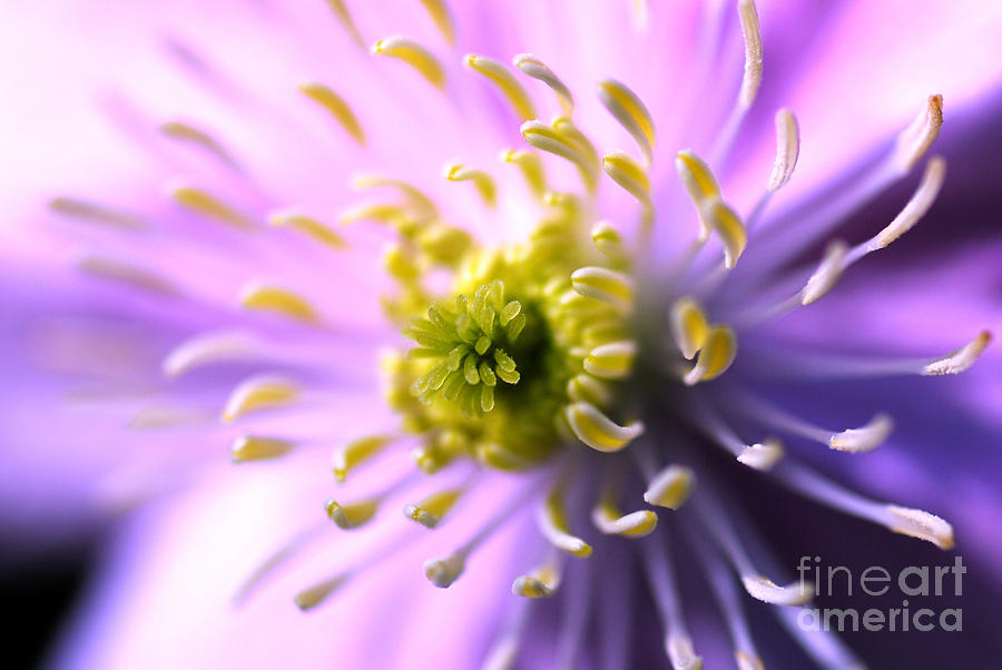 Nature Photograph - Clematis 1 by Wendy Wilton