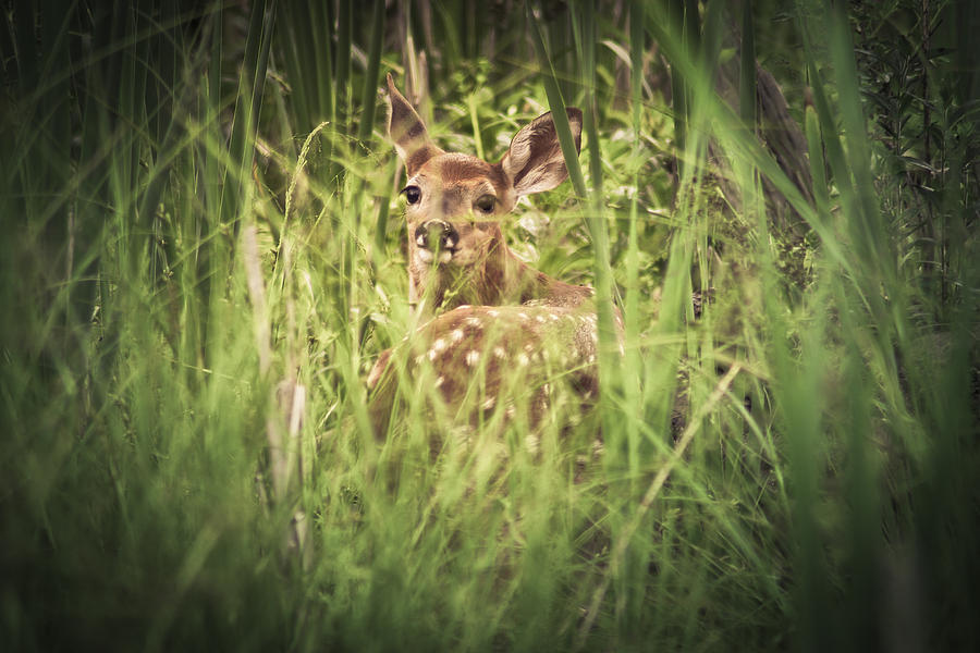 Deer Photograph - In The Tall Grass by Shane Holsclaw
