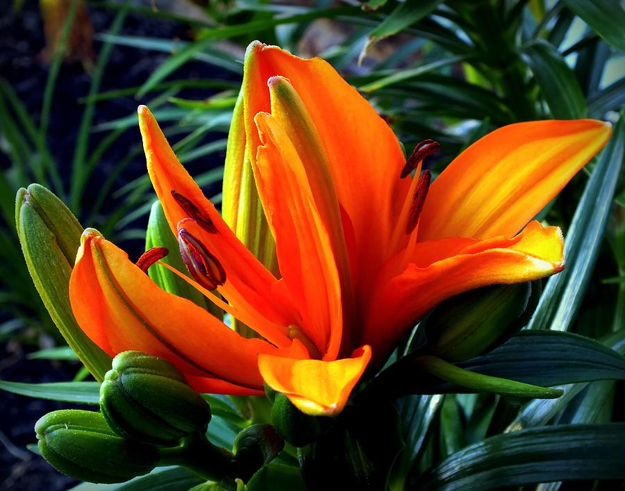 Lily Photograph - In The Tropics by Karen Wiles