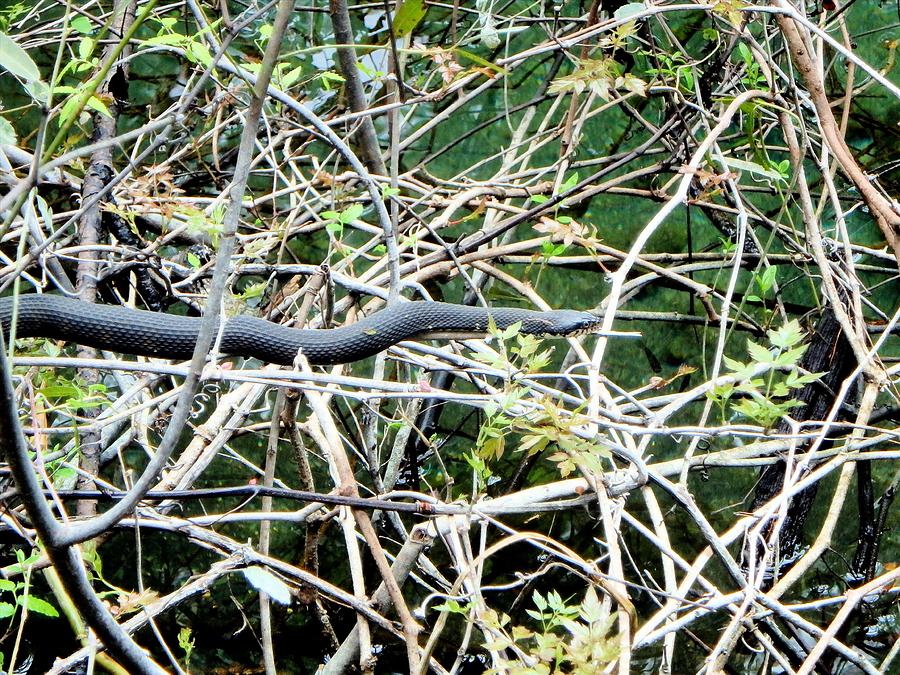 In the Vines Banded Water Snake 1 Photograph by Sheri McLeroy