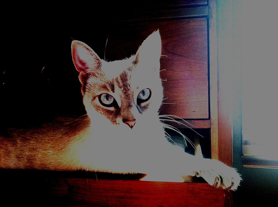 Cat Photograph - In the warmth of the sun by Drue DeMatteis