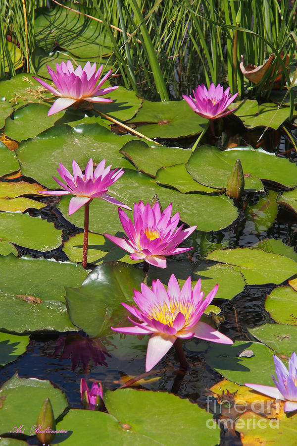 In the Water Lily Pool 02 Photograph by Arik Baltinester