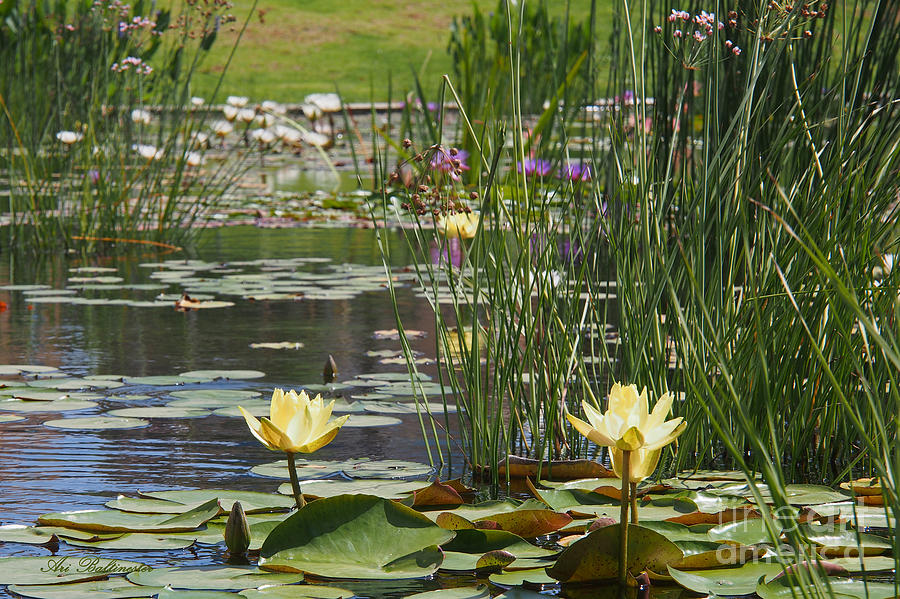 In the Water Lily Pool Photograph by Arik Baltinester