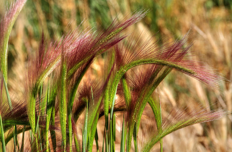 In the Weeds Photograph by Donna Kennedy
