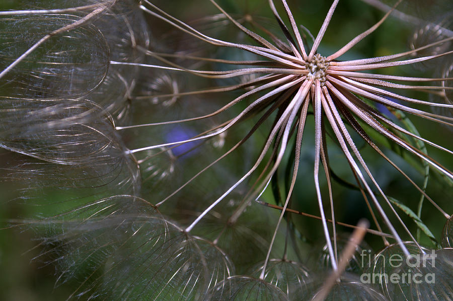 Nature Photograph - In the Wind by Anjanette Douglas