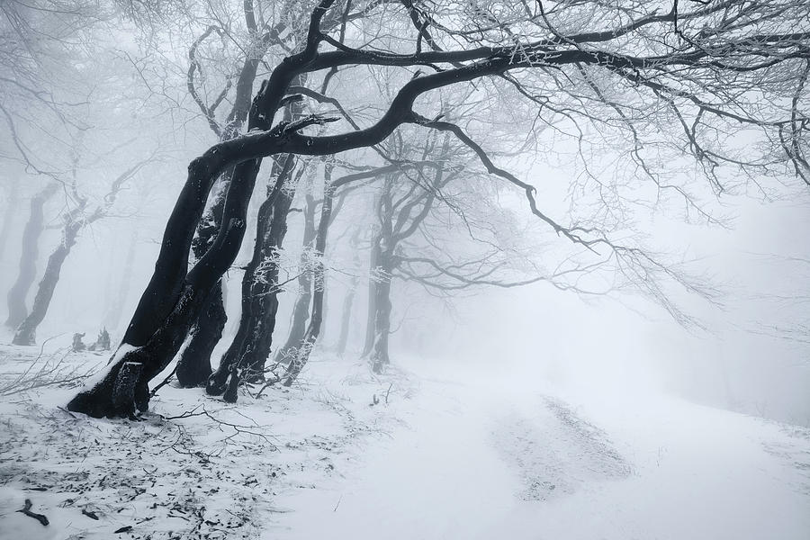 Winter Photograph - In The Winter Forest by Daniel ??e??icha
