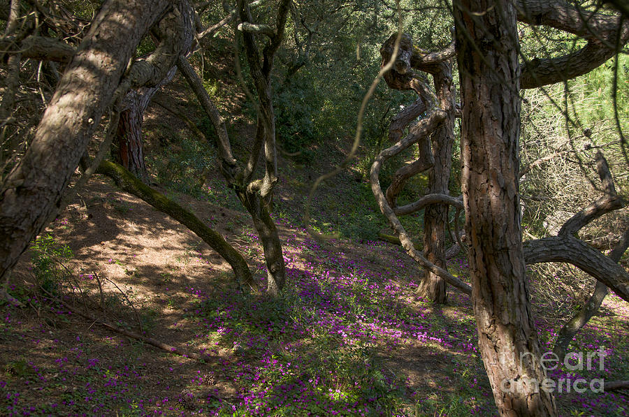 Spring Photograph - In The Wood by Leonardo Fanini