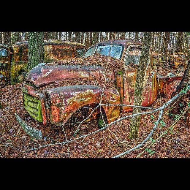 Decay Photograph - In the Woods by David Ferguson