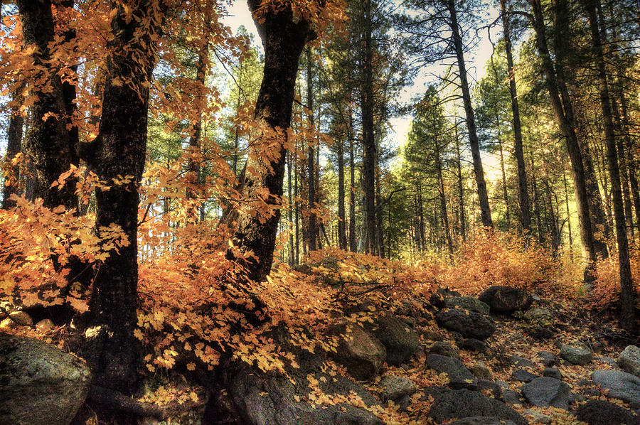 In The Woods  Photograph by Saija Lehtonen