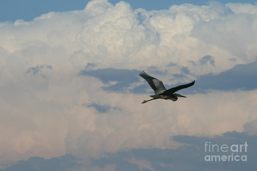 Heron in Heaven  Photograph by Neal Eslinger