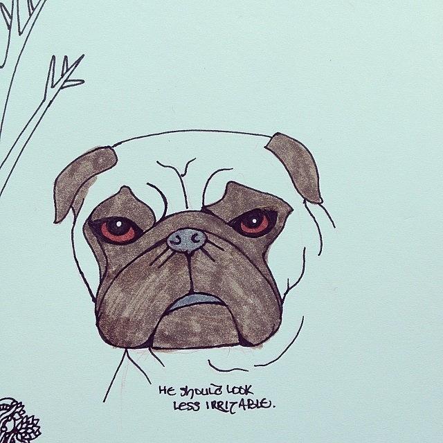 Pug Photograph - In Which The Artist Attempts To Draw A by Megan Smith