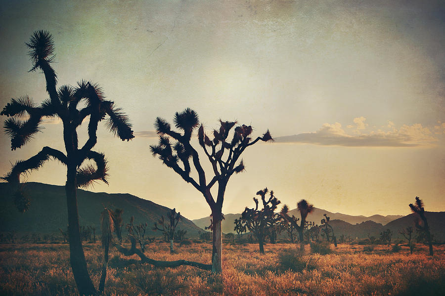 Joshua Tree National Park Photograph - In Your Arms as the Sun Goes Down by Laurie Search