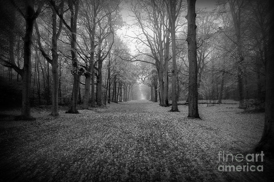 Tree Photograph - In Your Darkest Hour by Jacky Gerritsen