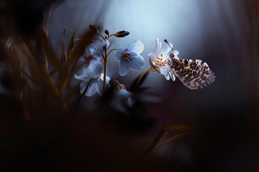 Butterfly Photograph - In Your Dreams, Everything Is Alright by Artistname
