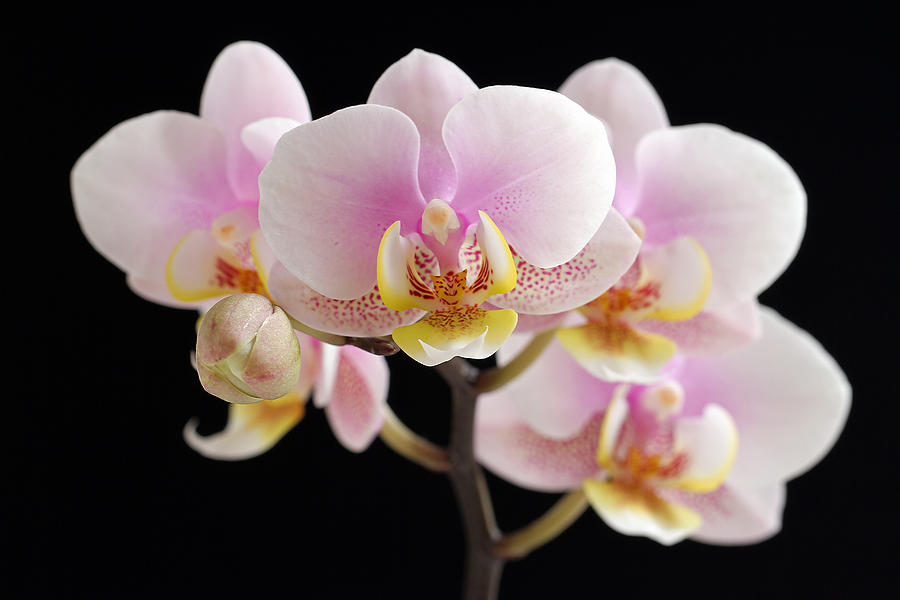 Orchid Photograph - In Your Face Beautiful by Juergen Roth