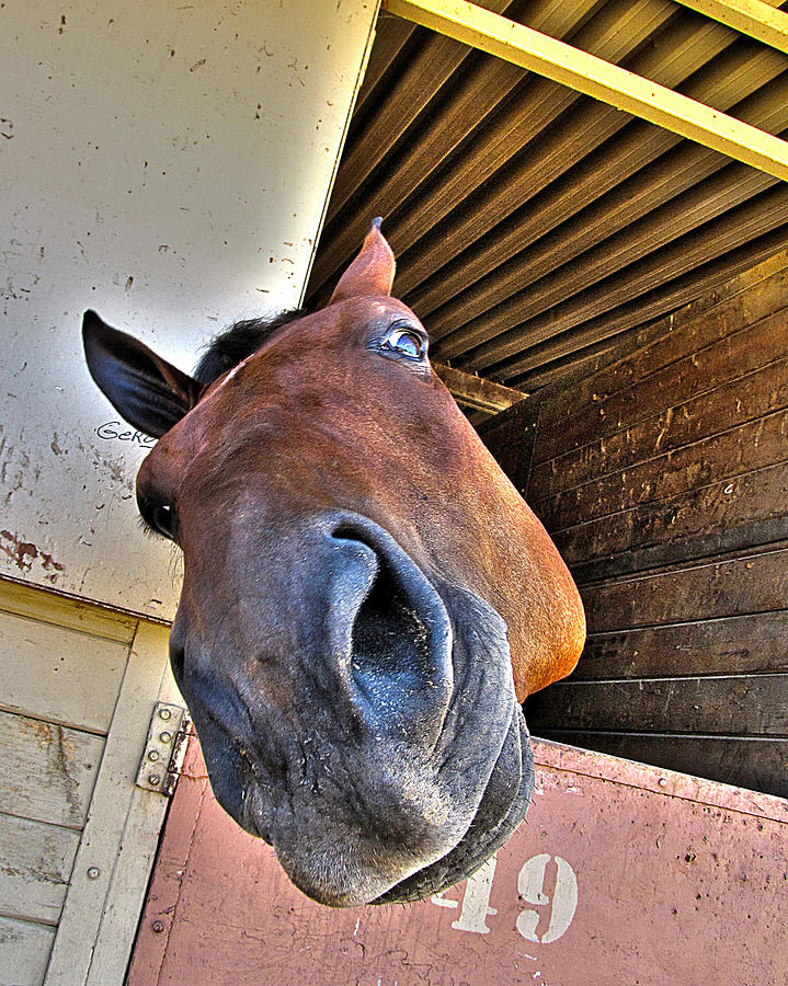 In Your Face Horse Photograph by Helaine Cummins