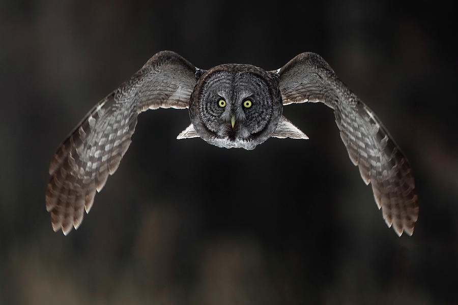 Owl Photograph - In Your Face. by Peter Stahl