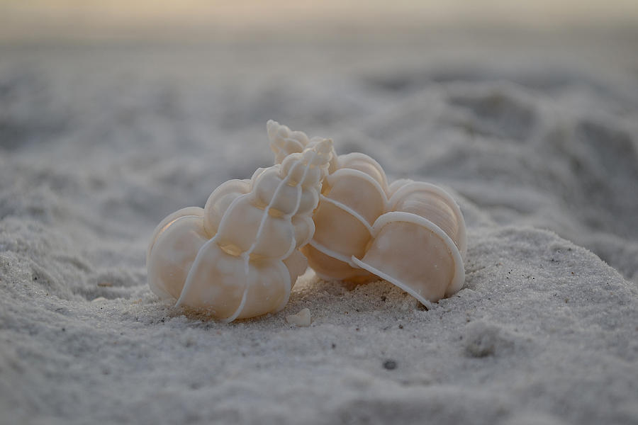 Shell Photograph - In Your Light by Melanie Moraga
