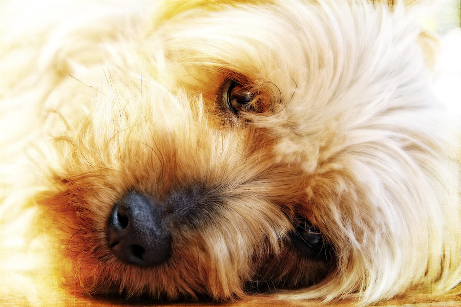 In Your Yorkie Dreams Photograph by Lincoln Rogers