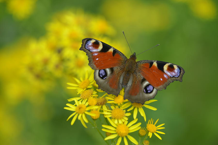 Flower Photograph - Inachis io butterfly on the yellow flowers by Jaroslaw Blaminsky