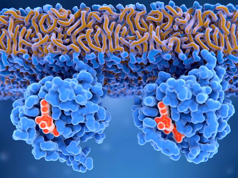 Inactive And Active Ras Proteins Photograph by Juan Gaertner