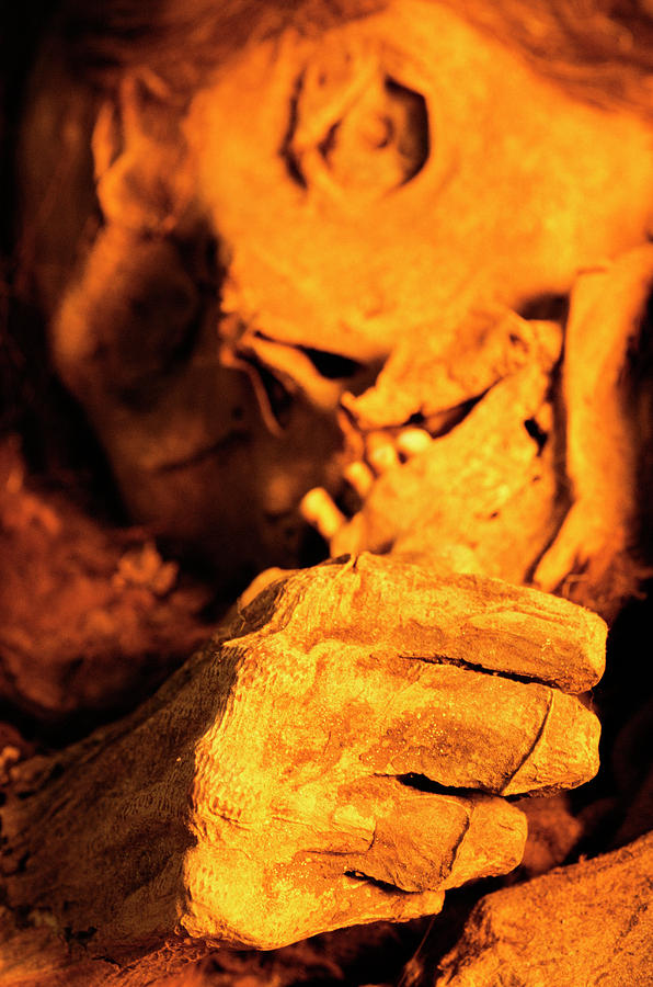 Inca Mummy Photograph by Pasquale Sorrentino/science Photo Library