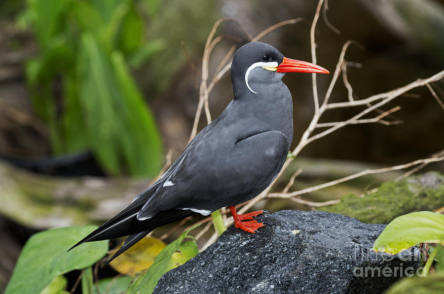Inca Tern Photograph by Anthony Mercieca