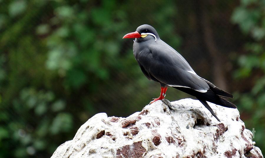 Inca Tern Photograph by Lilliana Mendez