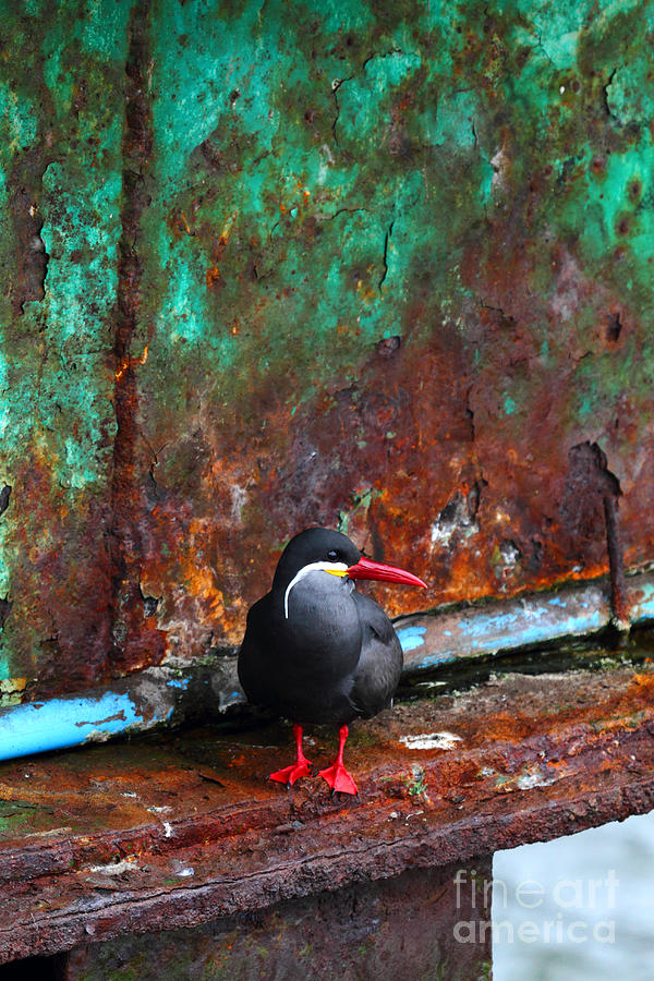 Inca Tern on Pier Photograph by James Brunker