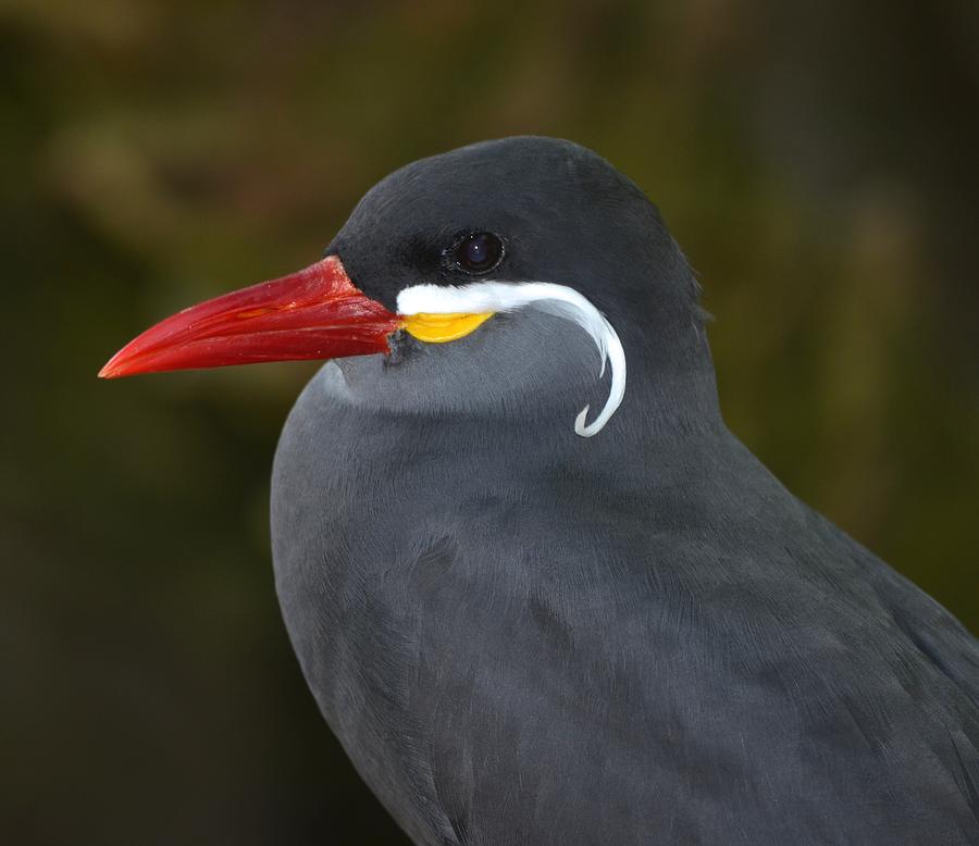 Jacksonville Photograph - Inca Tern  by Richard Bryce and Family