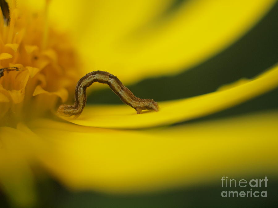 Daisy Photograph - Inch Worm by Frank Piercy