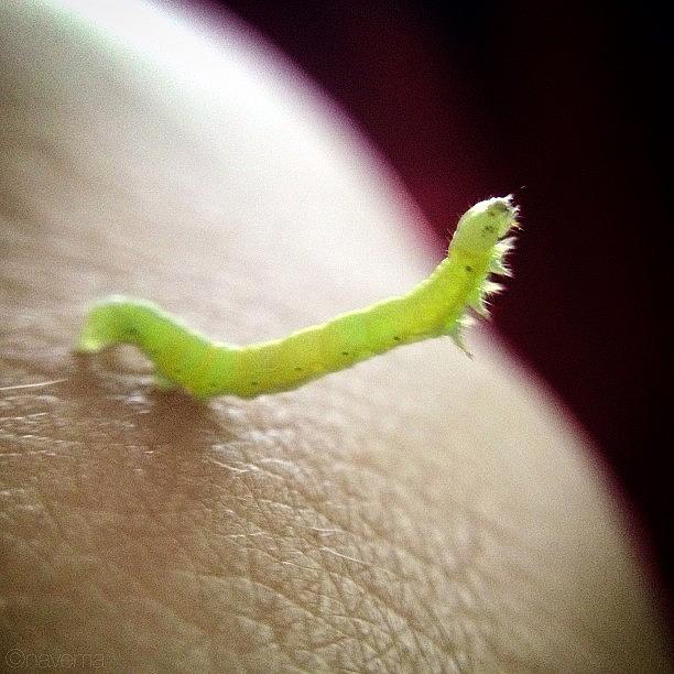 Insects Photograph - Inchworm, Inchworm, Measuring The by Natasha Marco