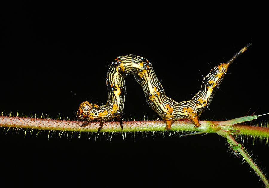Inchworm Photograph by Larah McElroy