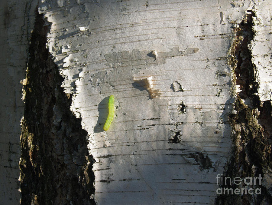 Inchworm on Paper Birch Photograph by Anna Lisa Yoder
