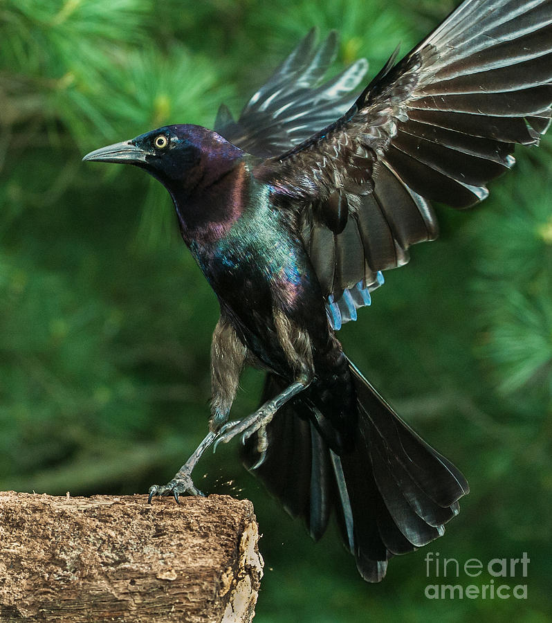 Incoming Grackle Photograph by Jim Moore