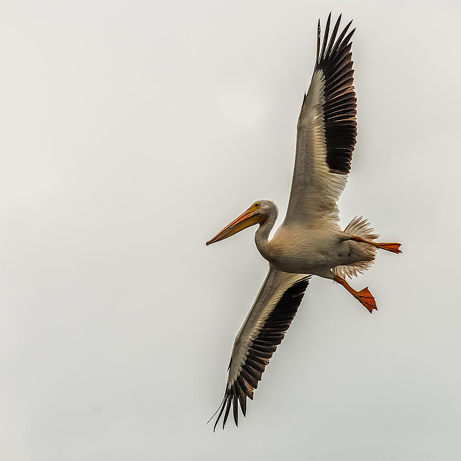 Pelican Photograph - Incoming Pelican by Paul Freidlund
